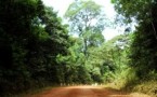 Driving through the Phu Quoc National Park