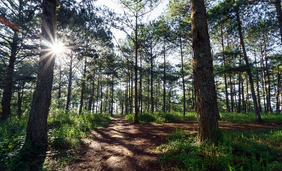 walk in the pine forest - most things to do in Da Lat